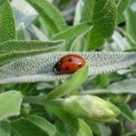 Gruppenlogo von Ausbildung Regulationsth. 2025